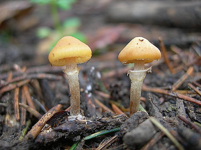 Galerina spec. Cod.: DSCN 9473